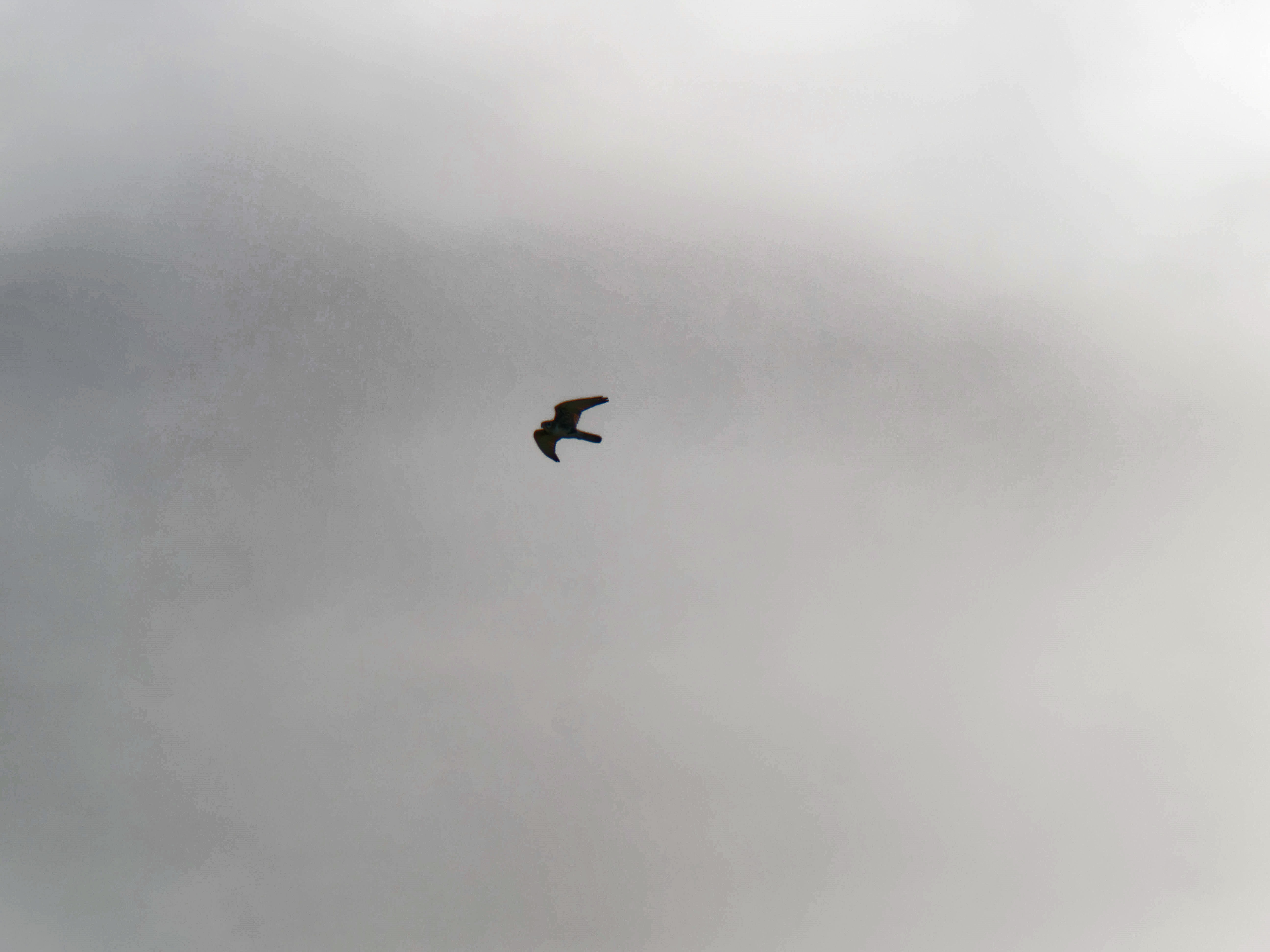https://lemis.nyc3.digitaloceanspaces.com/grog/Photos/20260729/big/Birding-23.jpeg