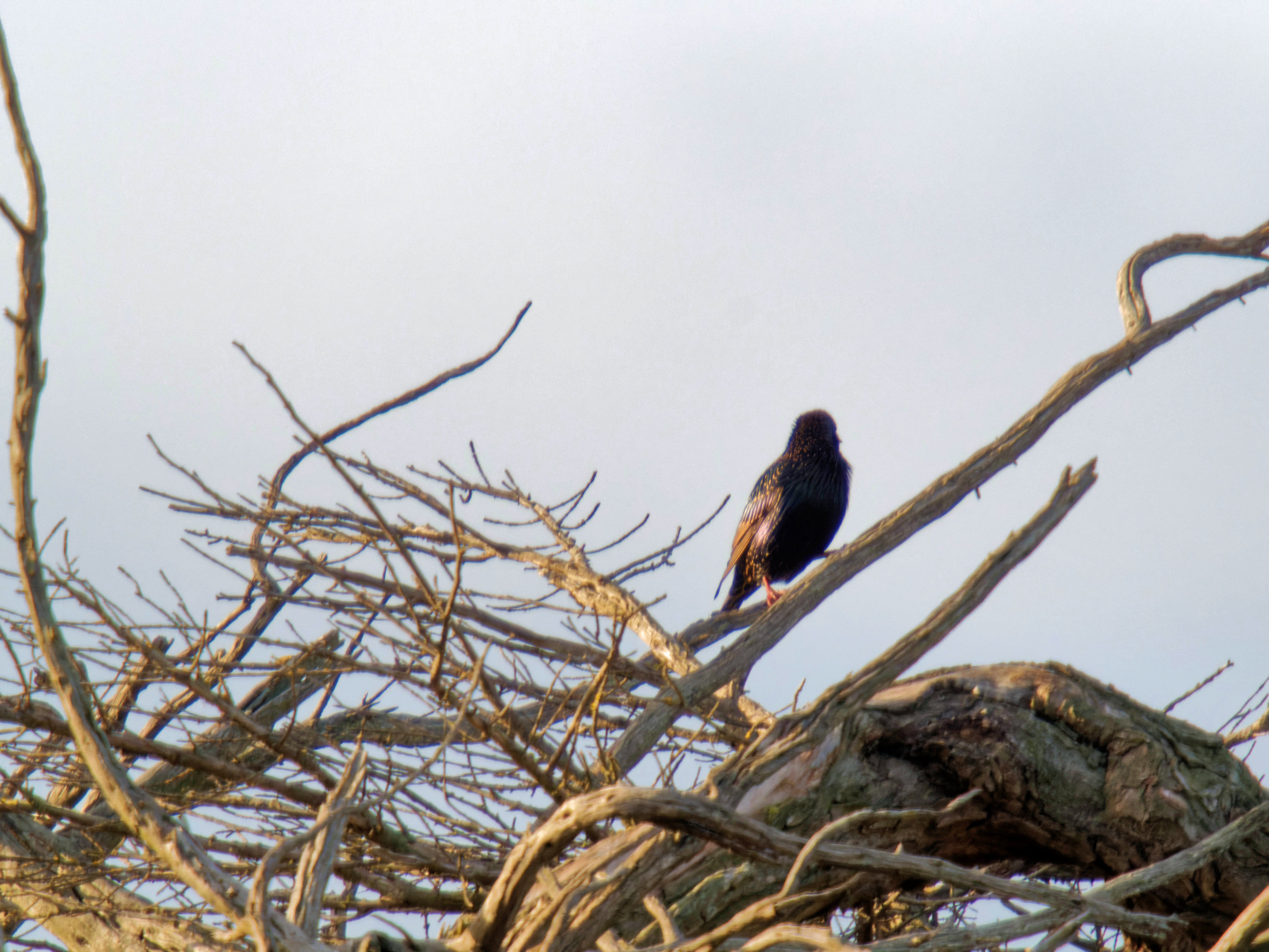 https://lemis.nyc3.digitaloceanspaces.com/grog/Photos/20260729/big/Birding-24.jpeg