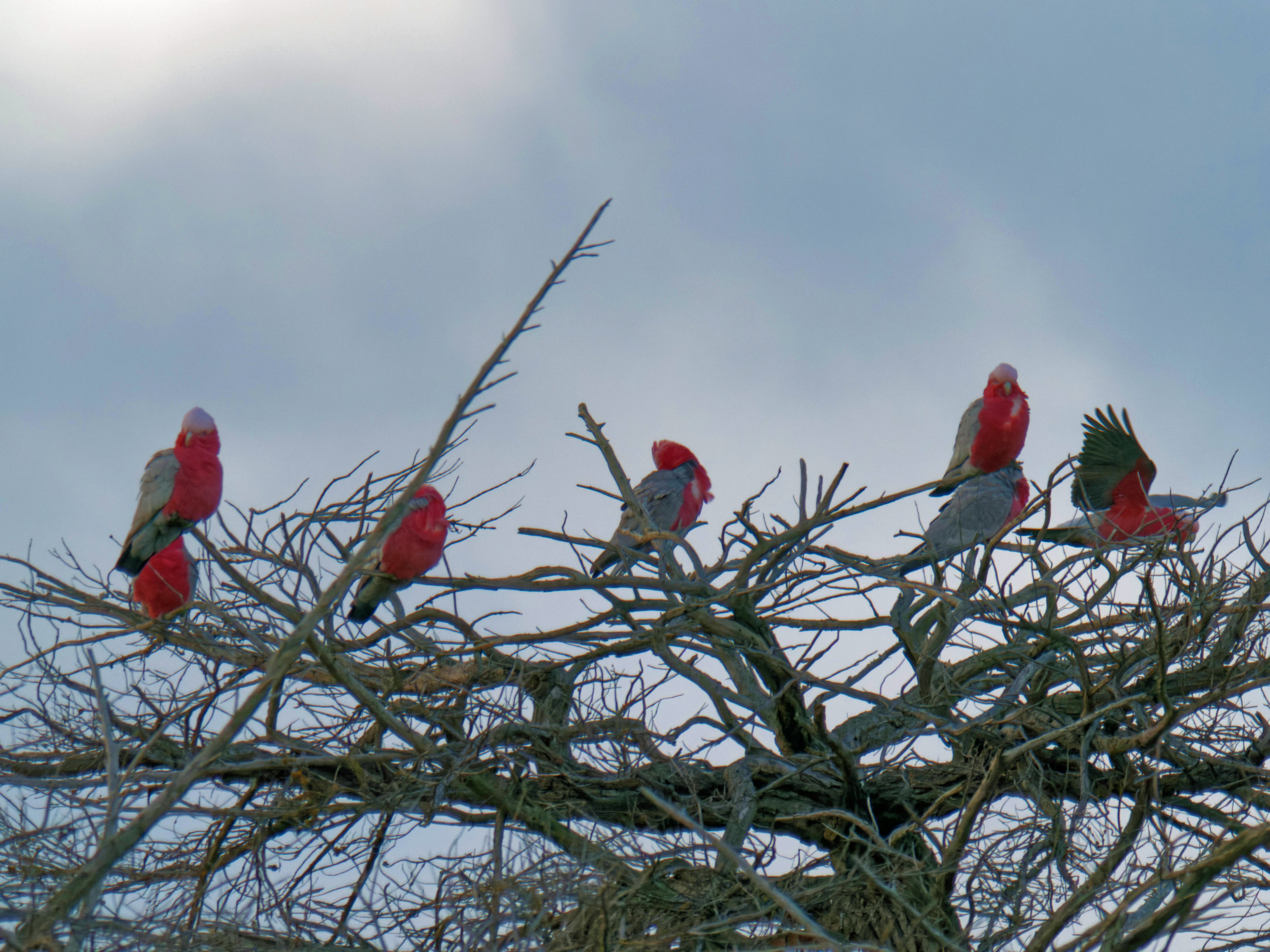 https://lemis.nyc3.digitaloceanspaces.com/grog/Photos/20260729/big/Birding-3.jpeg