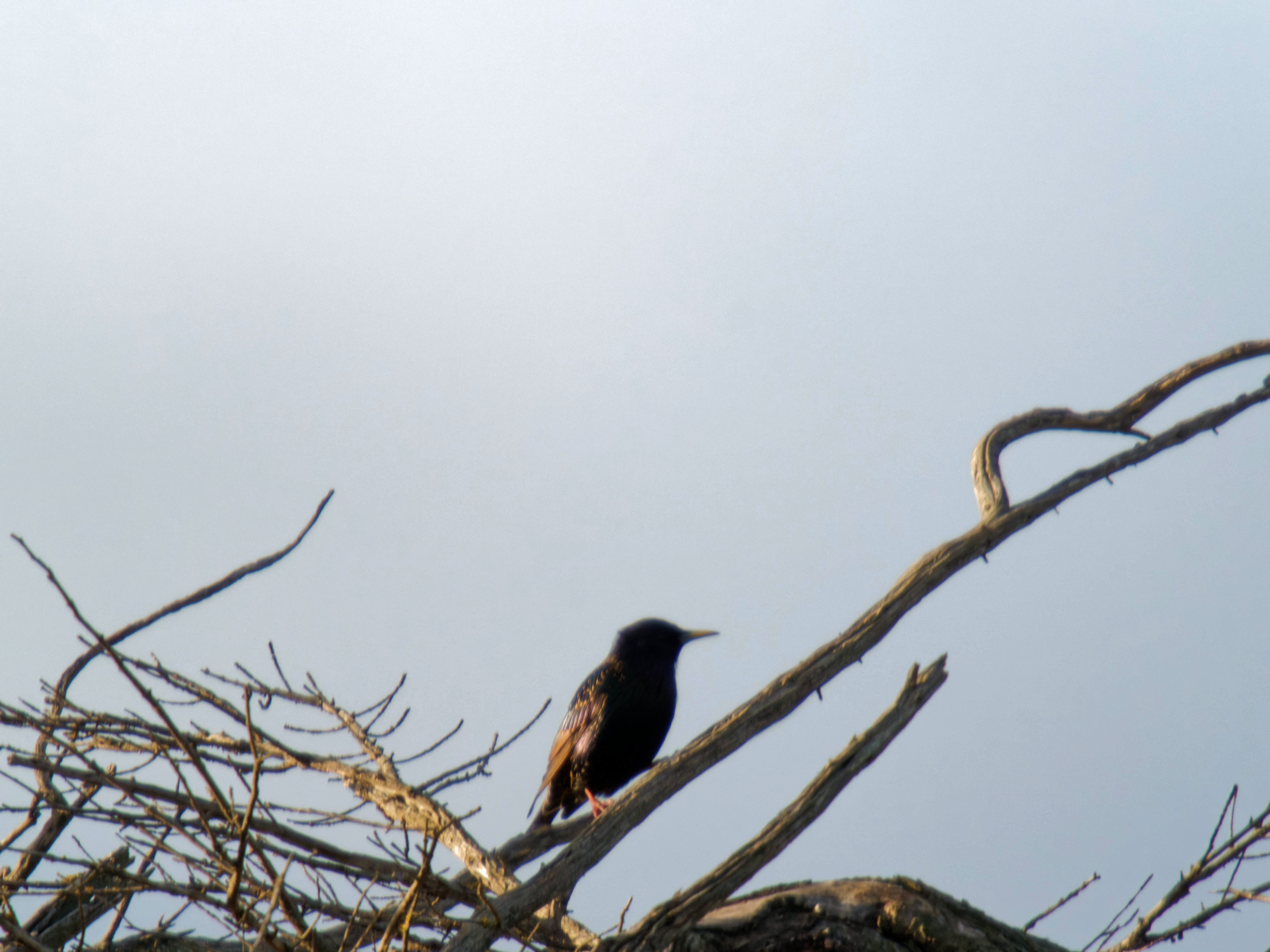 https://lemis.nyc3.digitaloceanspaces.com/grog/Photos/20260729/big/Birding-30.jpeg