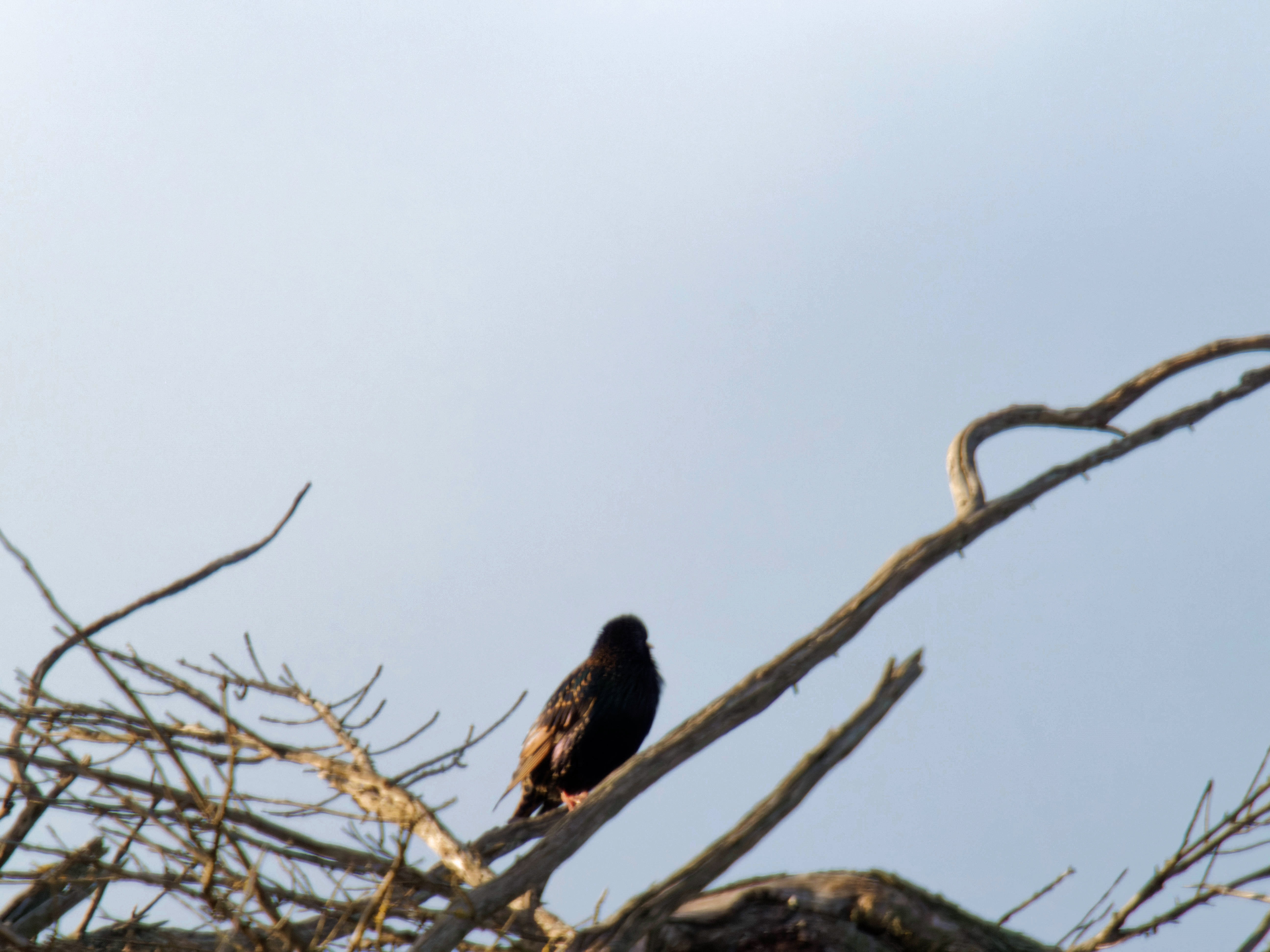 https://lemis.nyc3.digitaloceanspaces.com/grog/Photos/20260729/big/Birding-32.jpeg