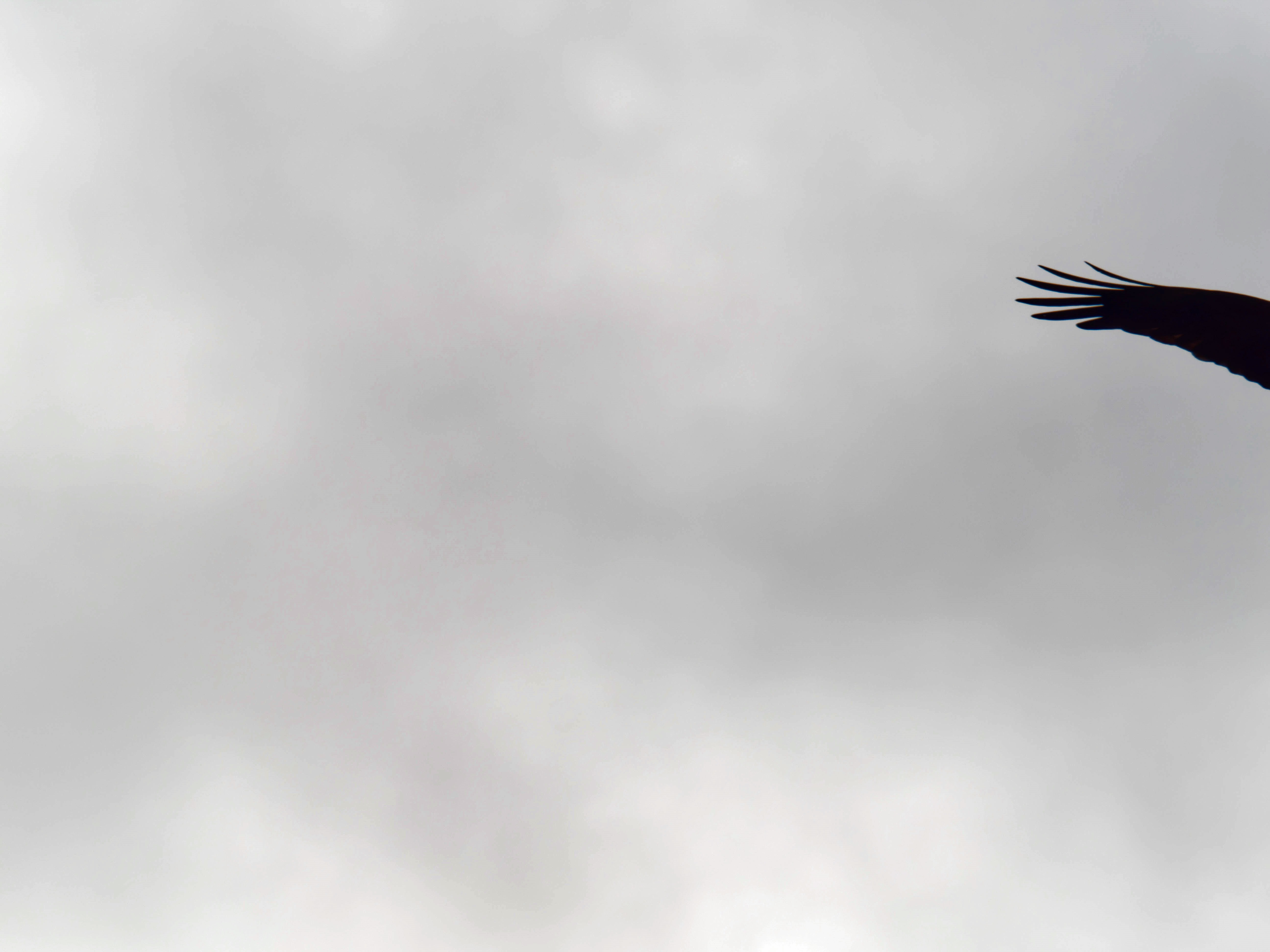 https://lemis.nyc3.digitaloceanspaces.com/grog/Photos/20260729/big/Birding-33.jpeg