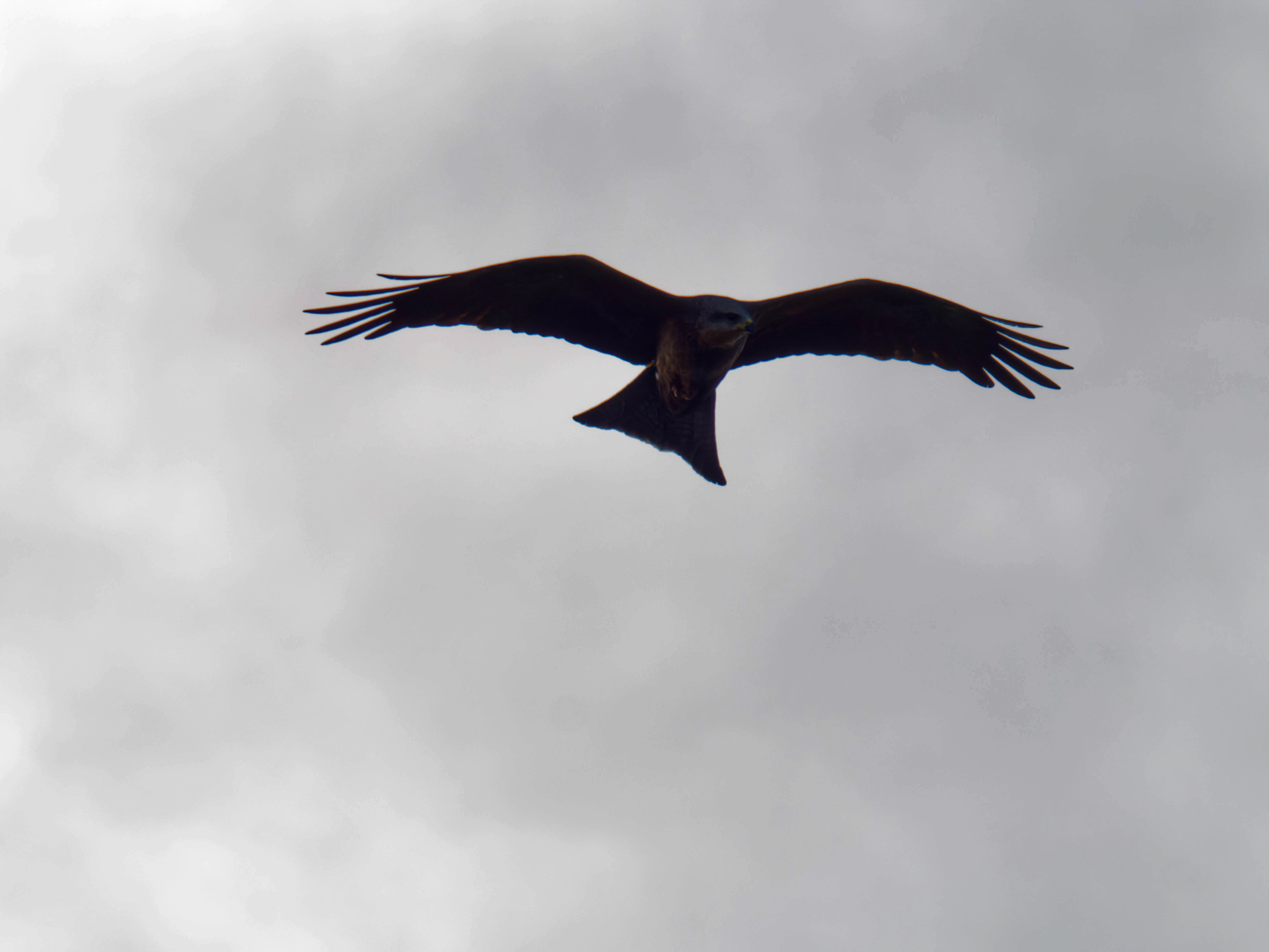 https://lemis.nyc3.digitaloceanspaces.com/grog/Photos/20260729/big/Birding-34.jpeg