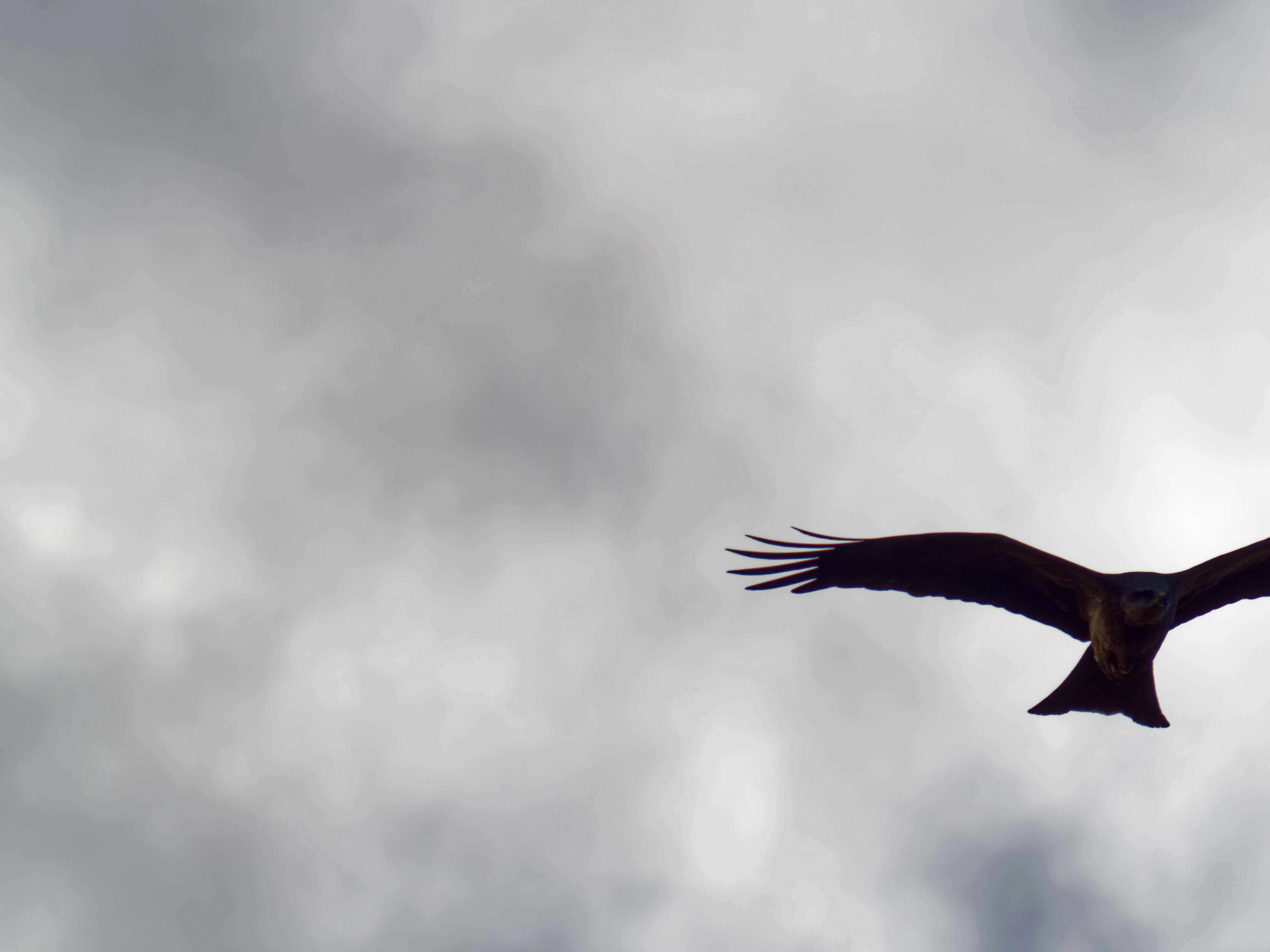 https://lemis.nyc3.digitaloceanspaces.com/grog/Photos/20260729/big/Birding-35.jpeg