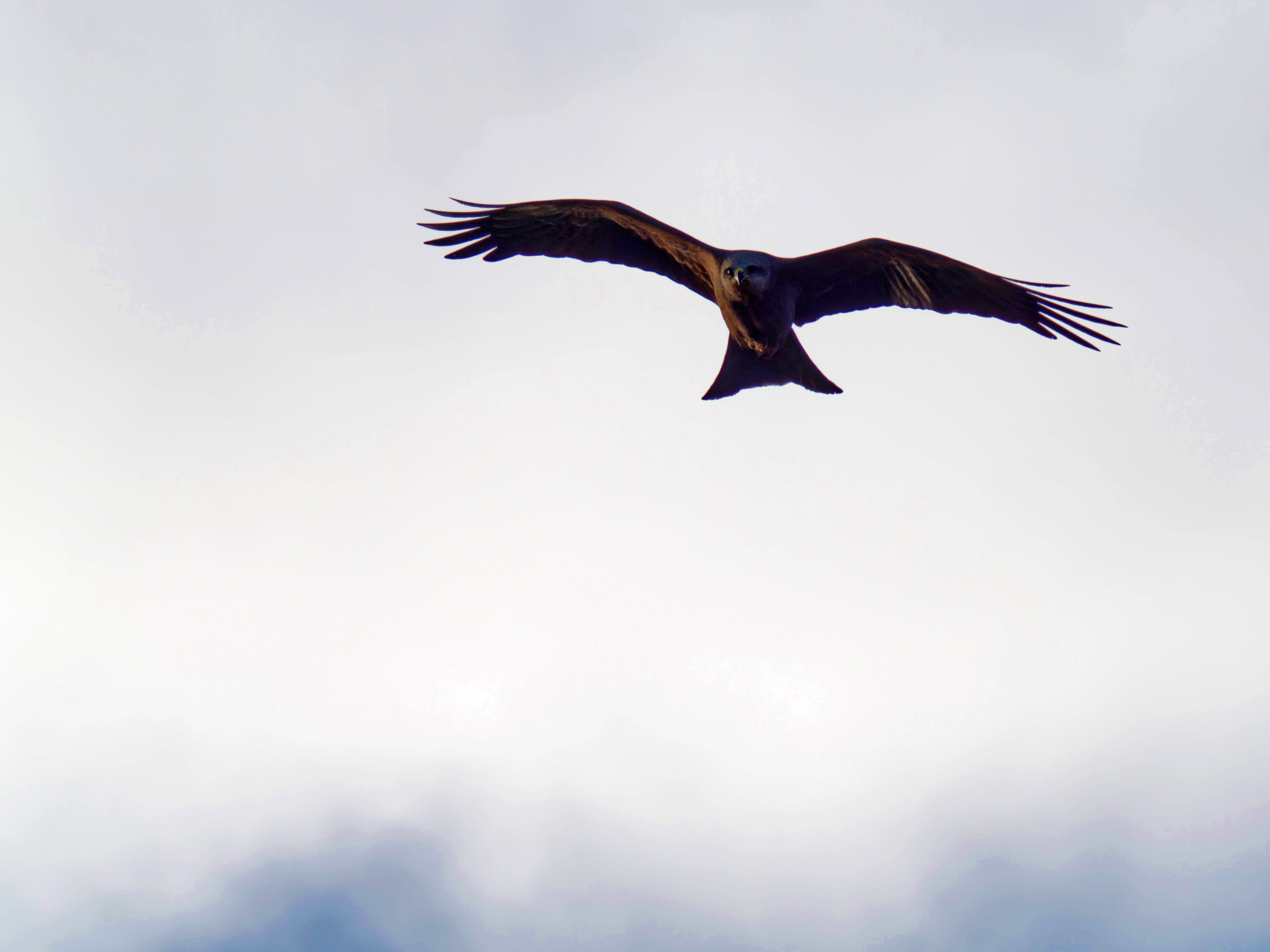 https://lemis.nyc3.digitaloceanspaces.com/grog/Photos/20260729/big/Birding-39.jpeg