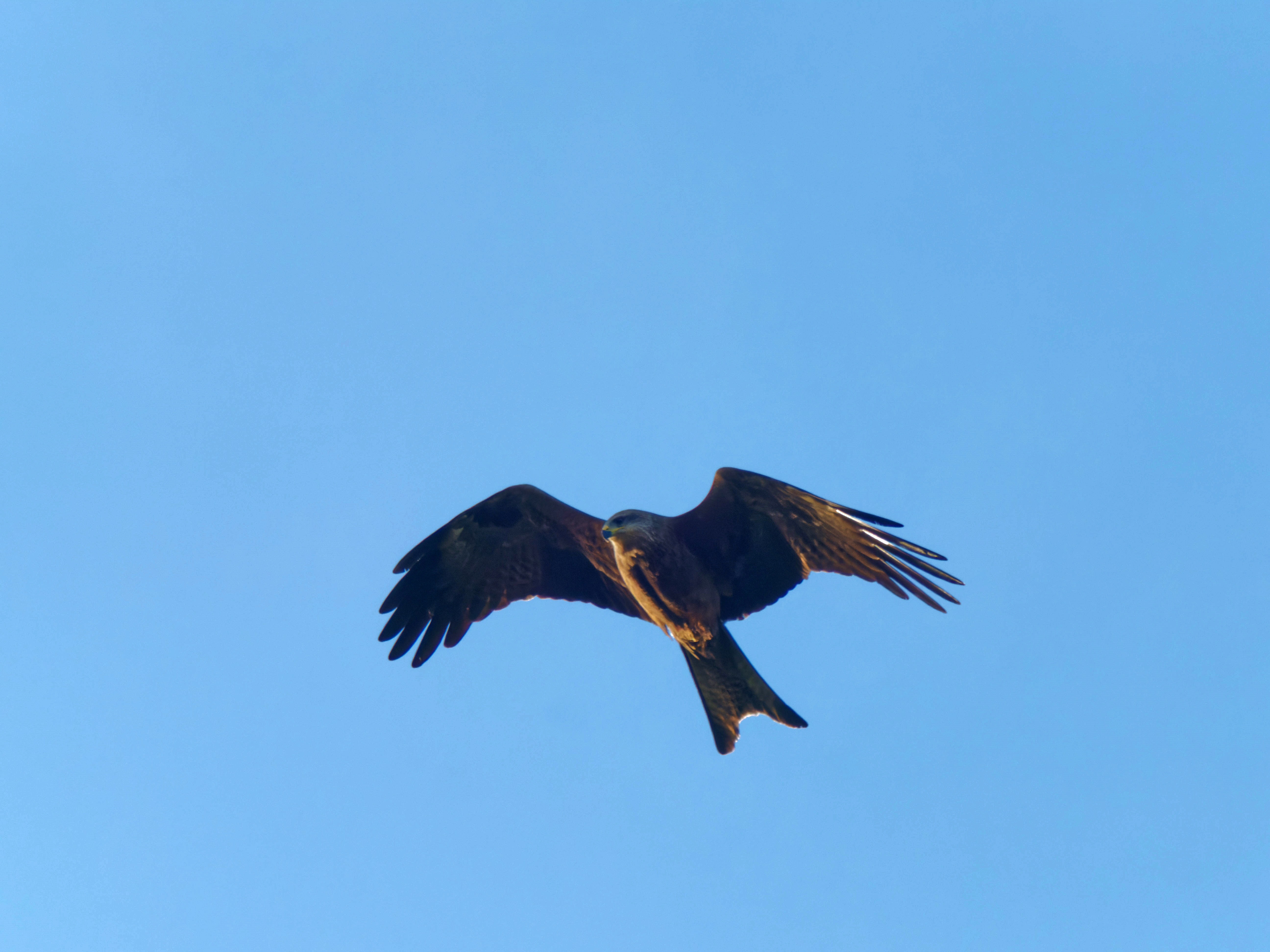 https://lemis.nyc3.digitaloceanspaces.com/grog/Photos/20260729/big/Birding-46.jpeg