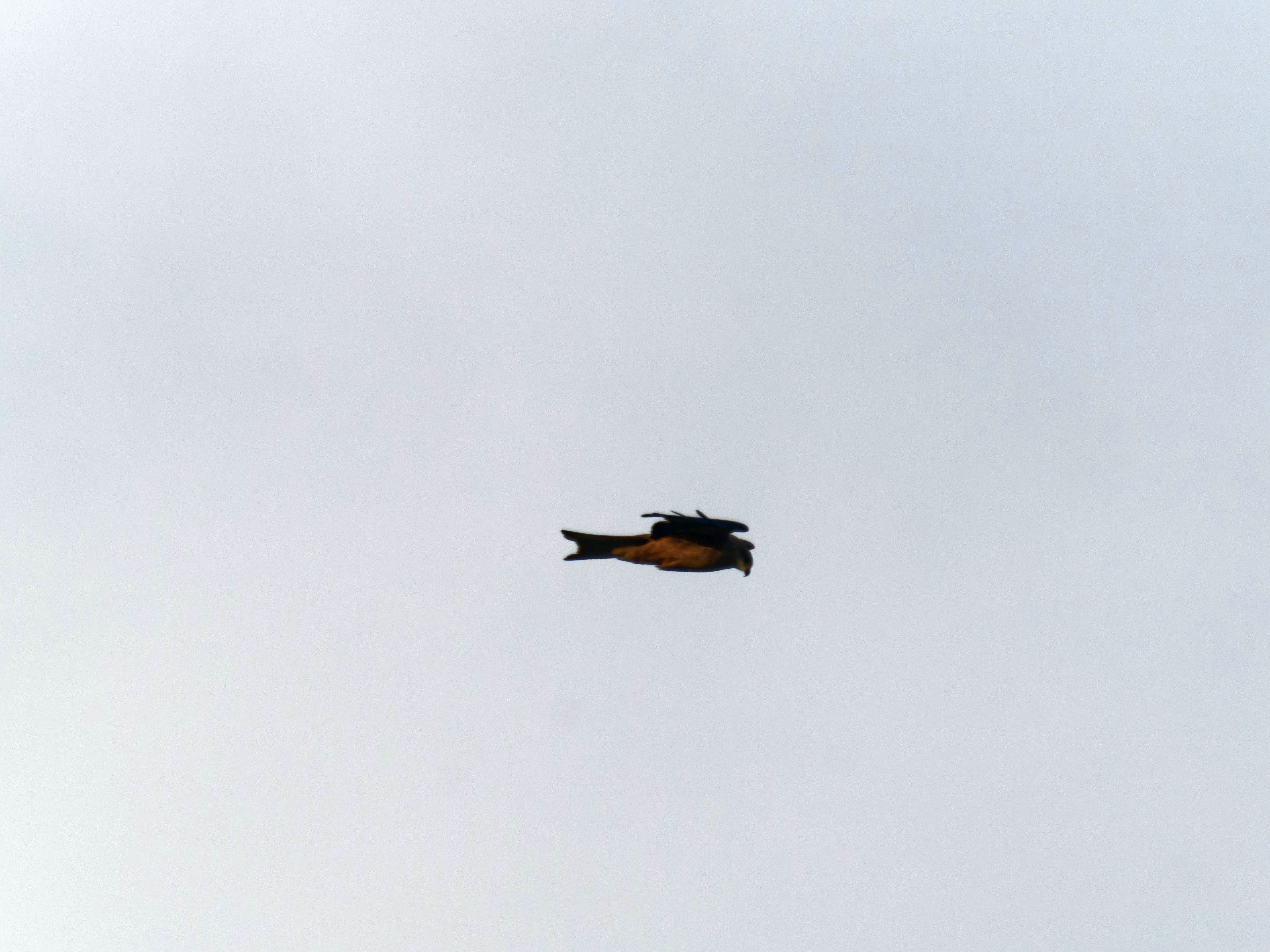 https://lemis.nyc3.digitaloceanspaces.com/grog/Photos/20260729/big/Birding-48.jpeg