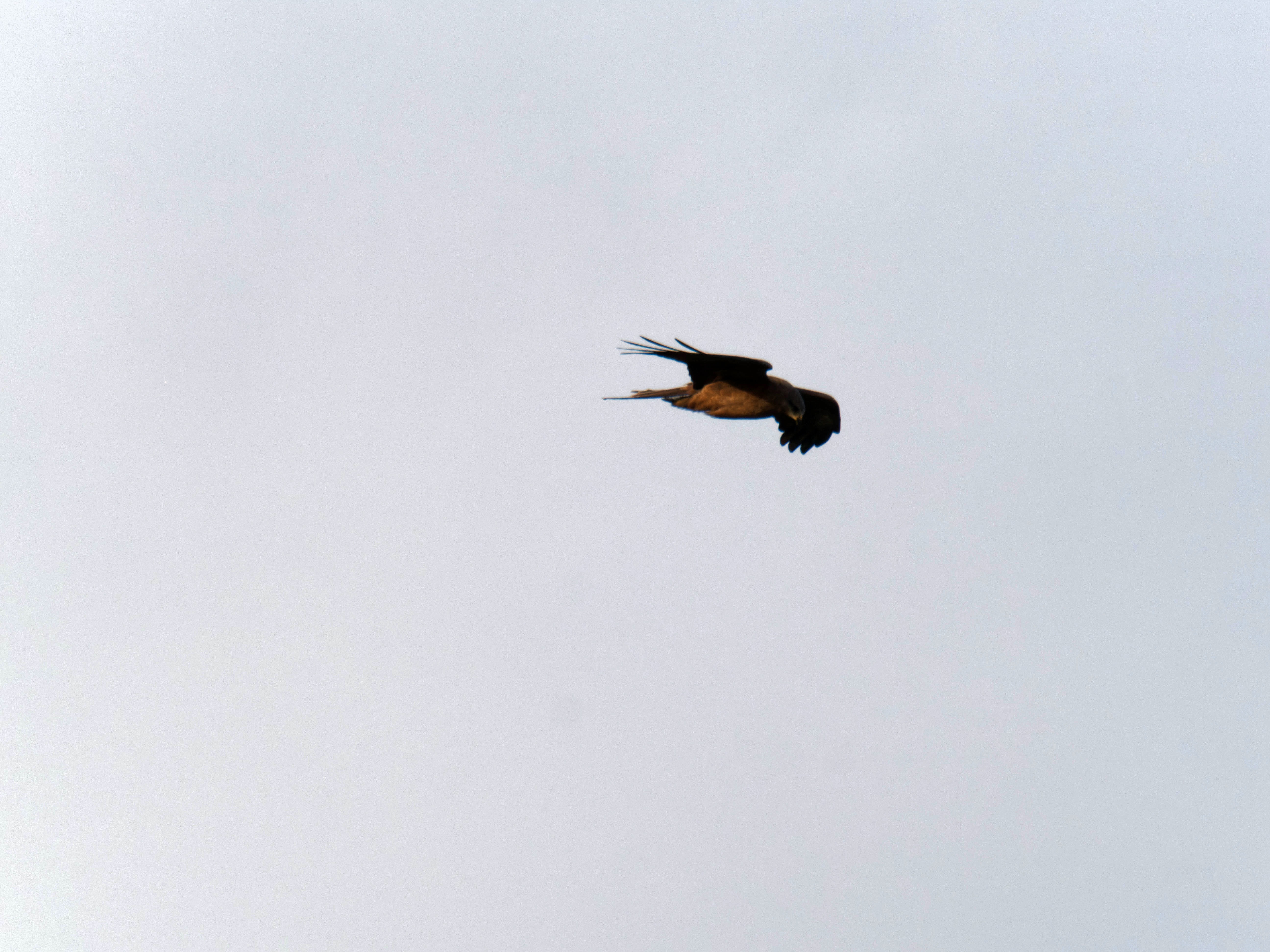 https://lemis.nyc3.digitaloceanspaces.com/grog/Photos/20260729/big/Birding-49.jpeg