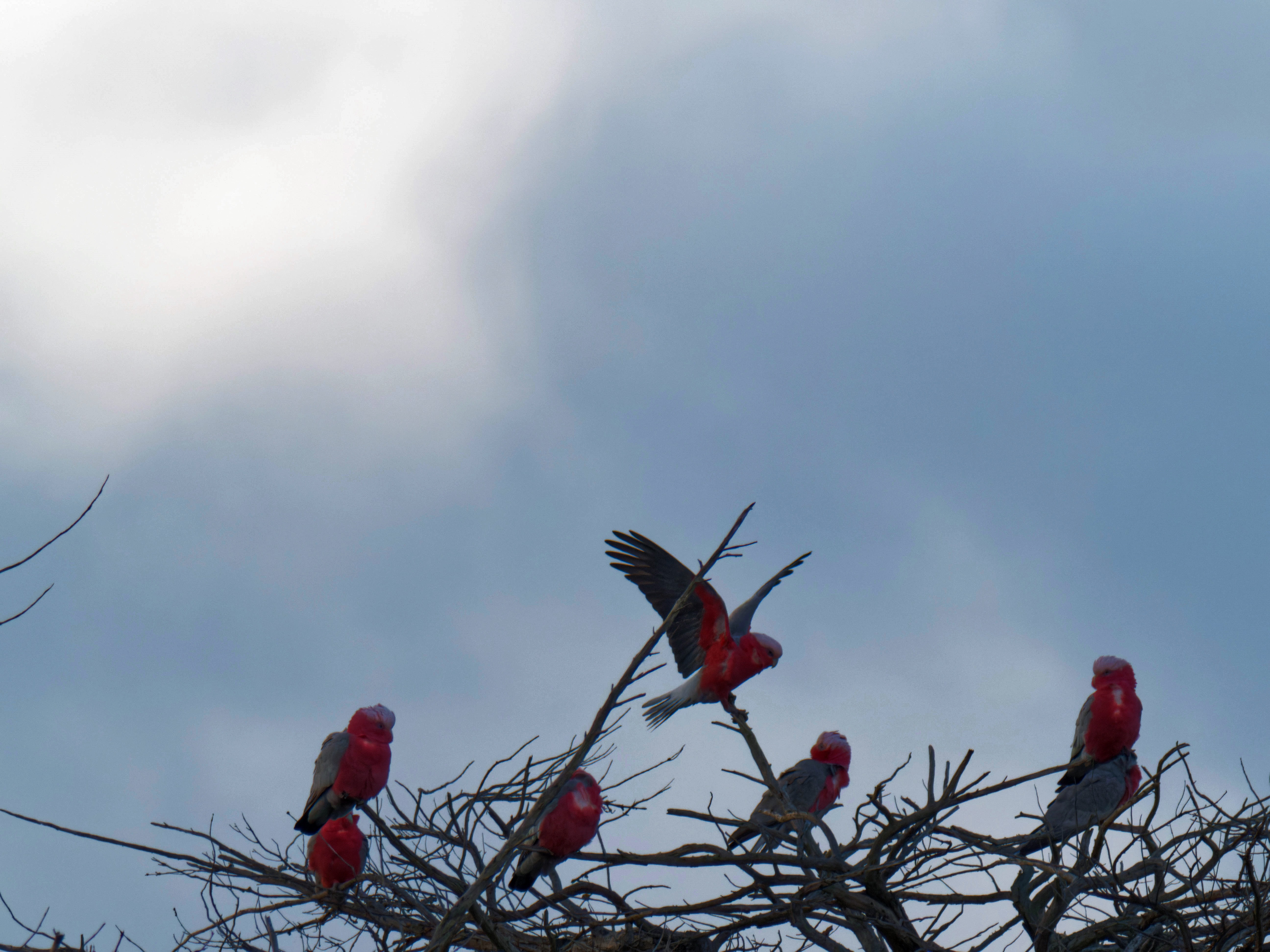 https://lemis.nyc3.digitaloceanspaces.com/grog/Photos/20260729/big/Birding-5.jpeg