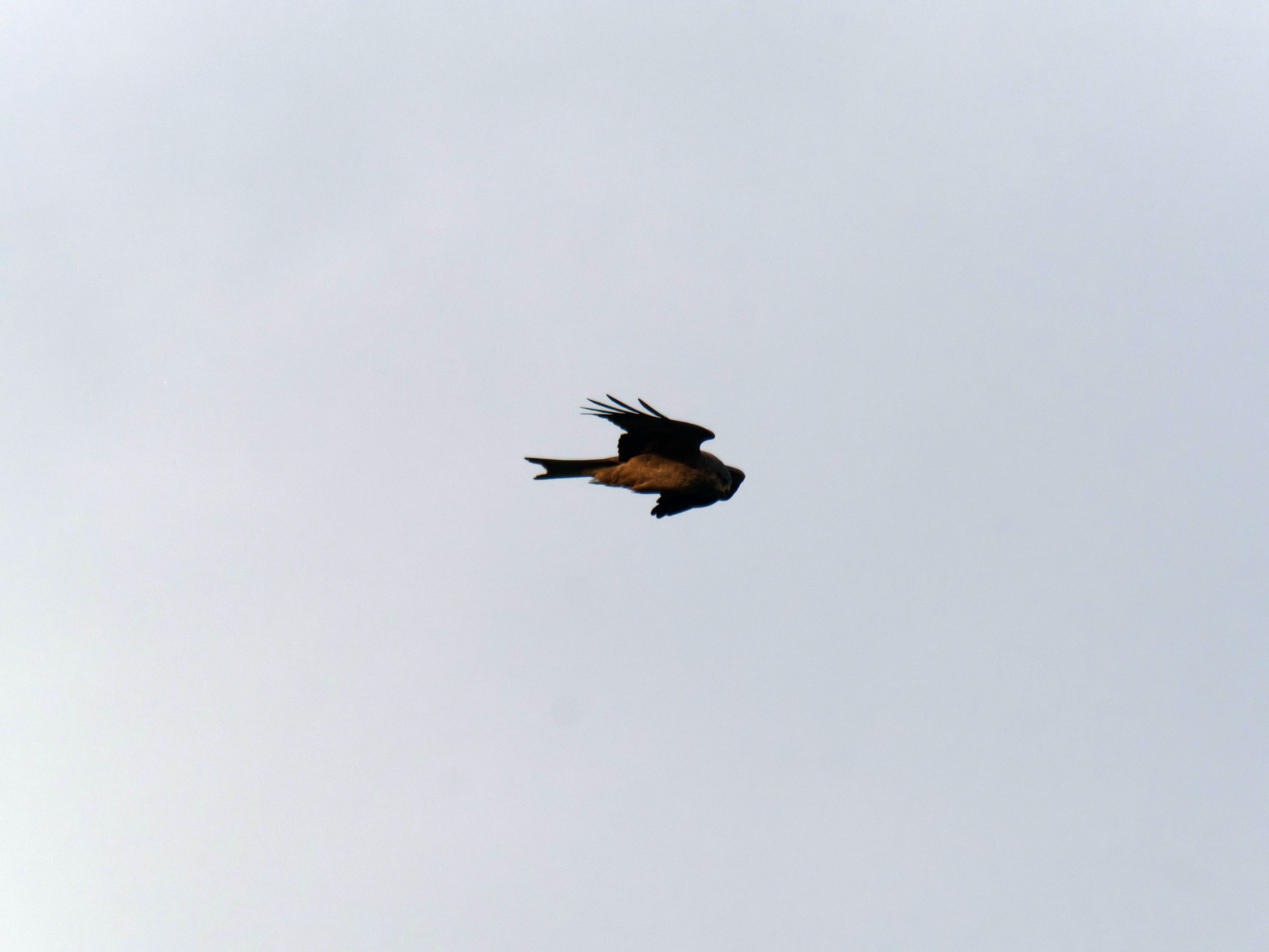 https://lemis.nyc3.digitaloceanspaces.com/grog/Photos/20260729/big/Birding-50.jpeg