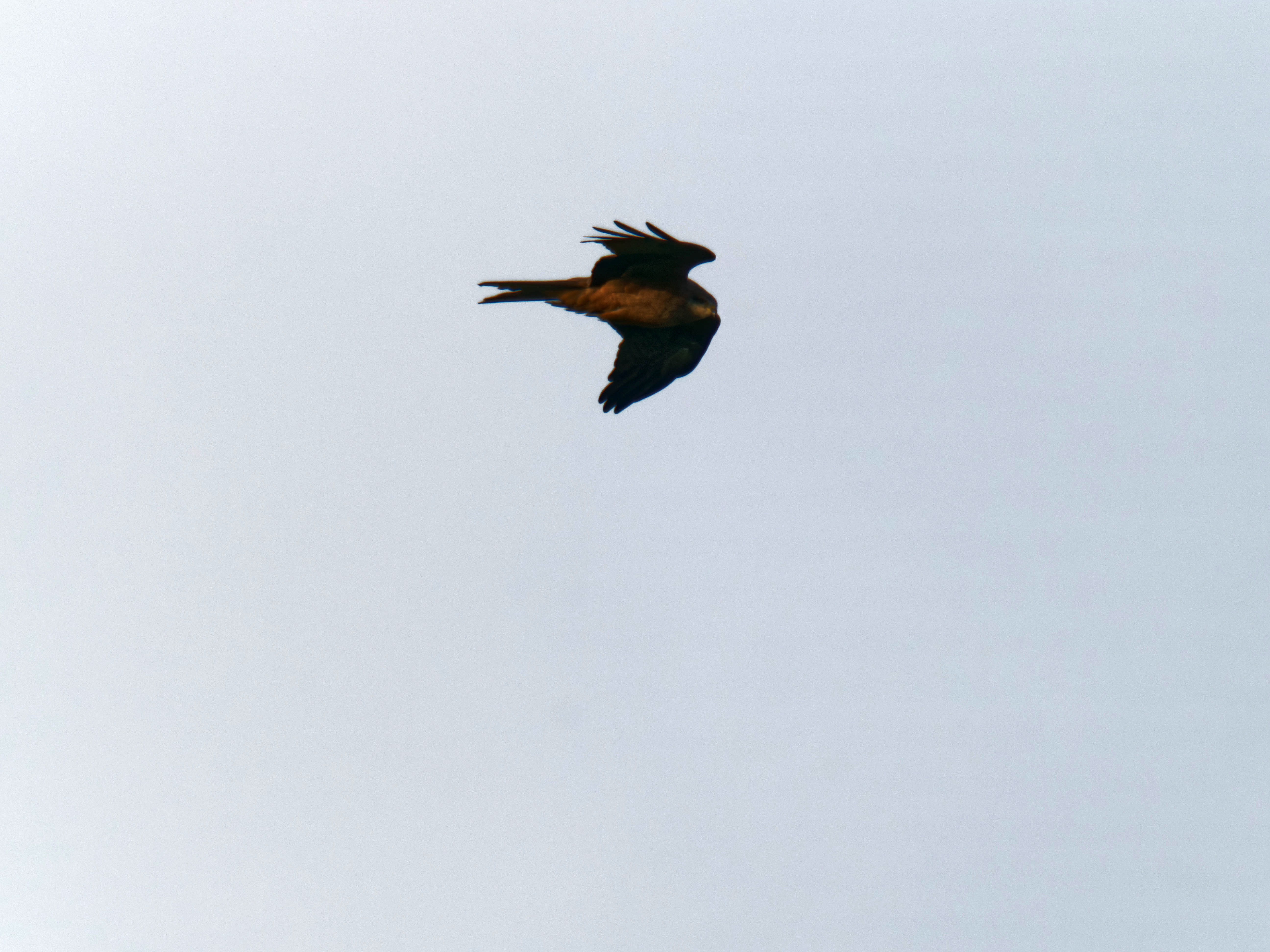 https://lemis.nyc3.digitaloceanspaces.com/grog/Photos/20260729/big/Birding-51.jpeg