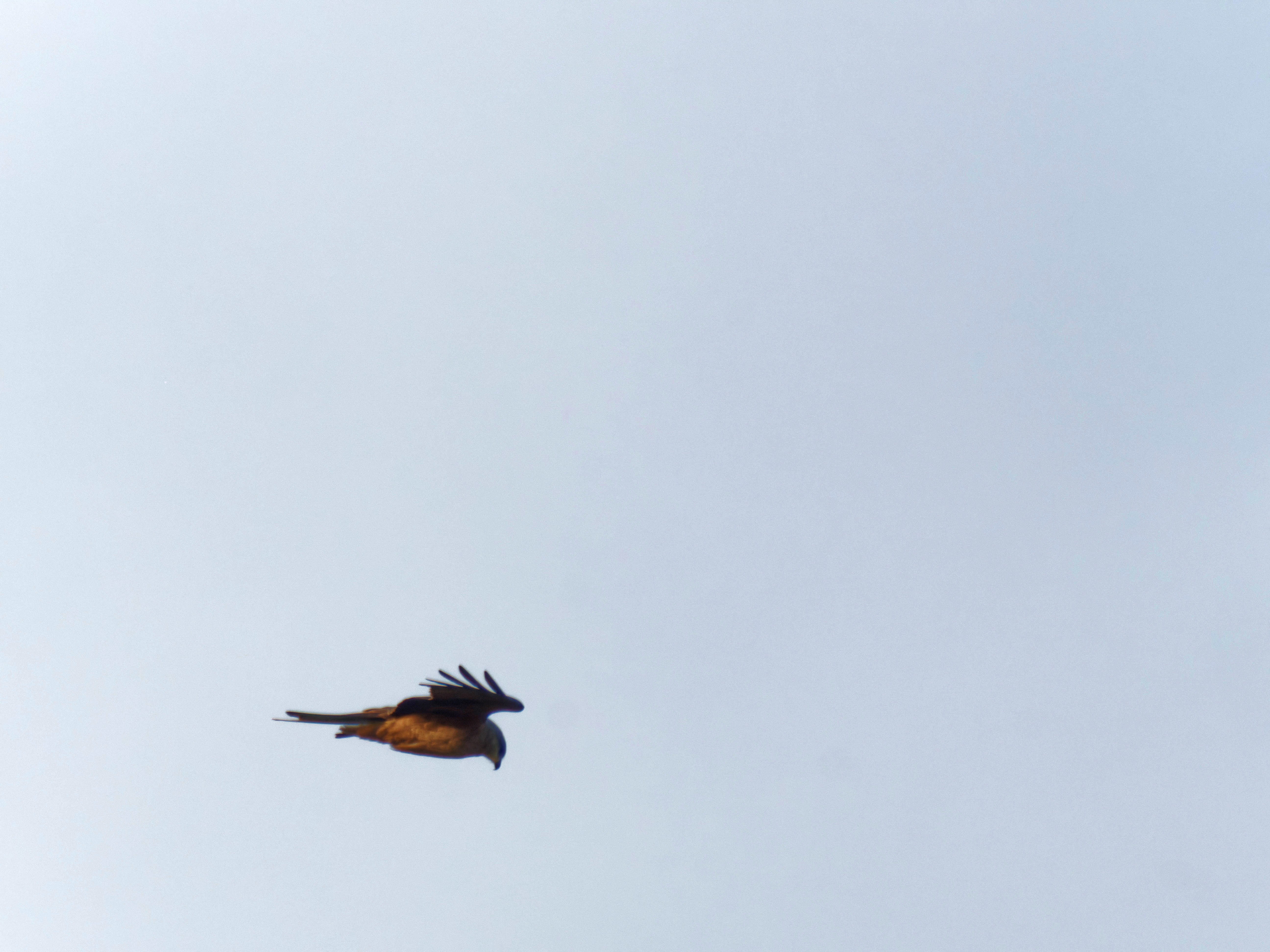 https://lemis.nyc3.digitaloceanspaces.com/grog/Photos/20260729/big/Birding-52.jpeg