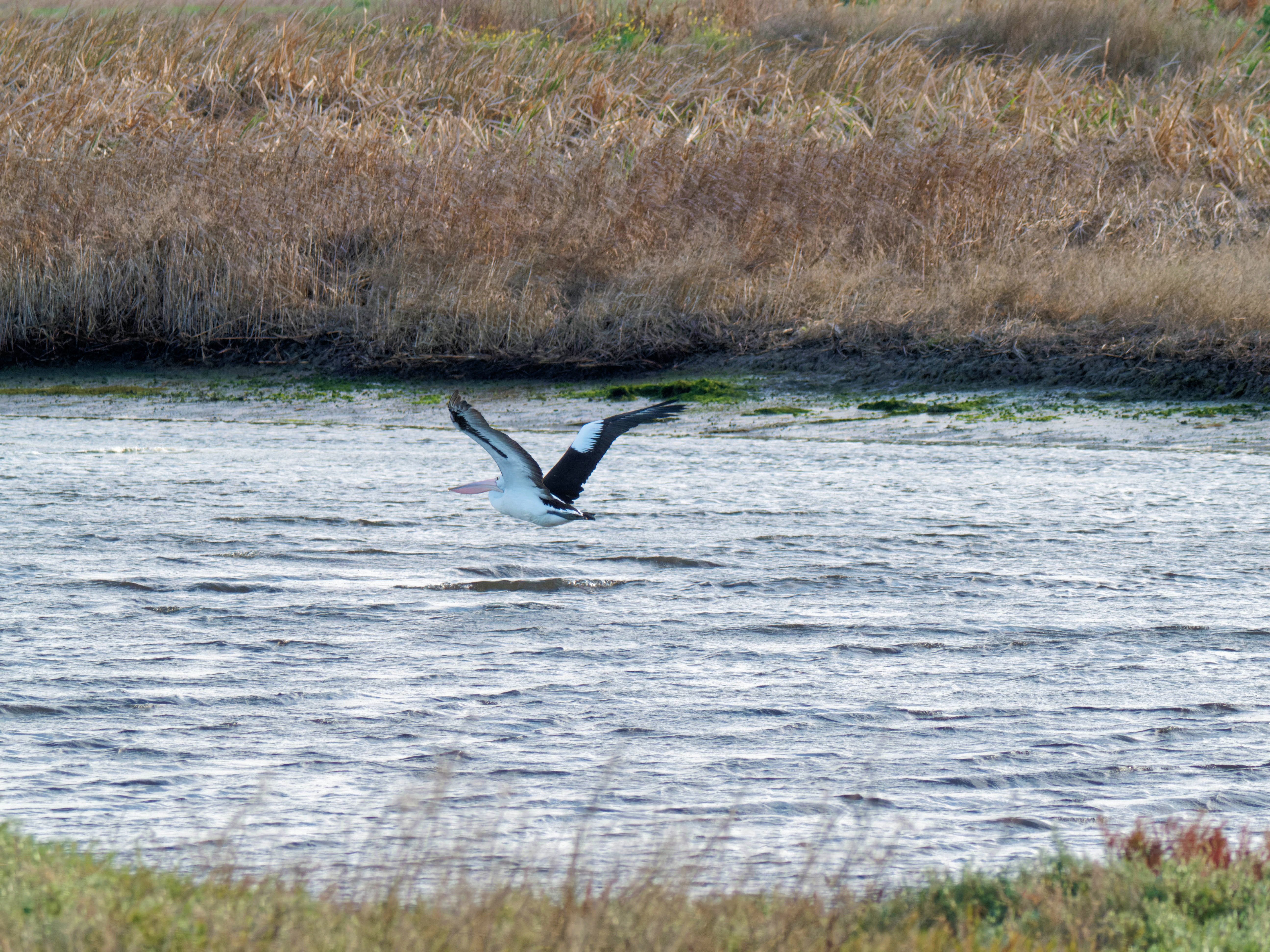 https://lemis.nyc3.digitaloceanspaces.com/grog/Photos/20260729/big/Birding-80.jpeg