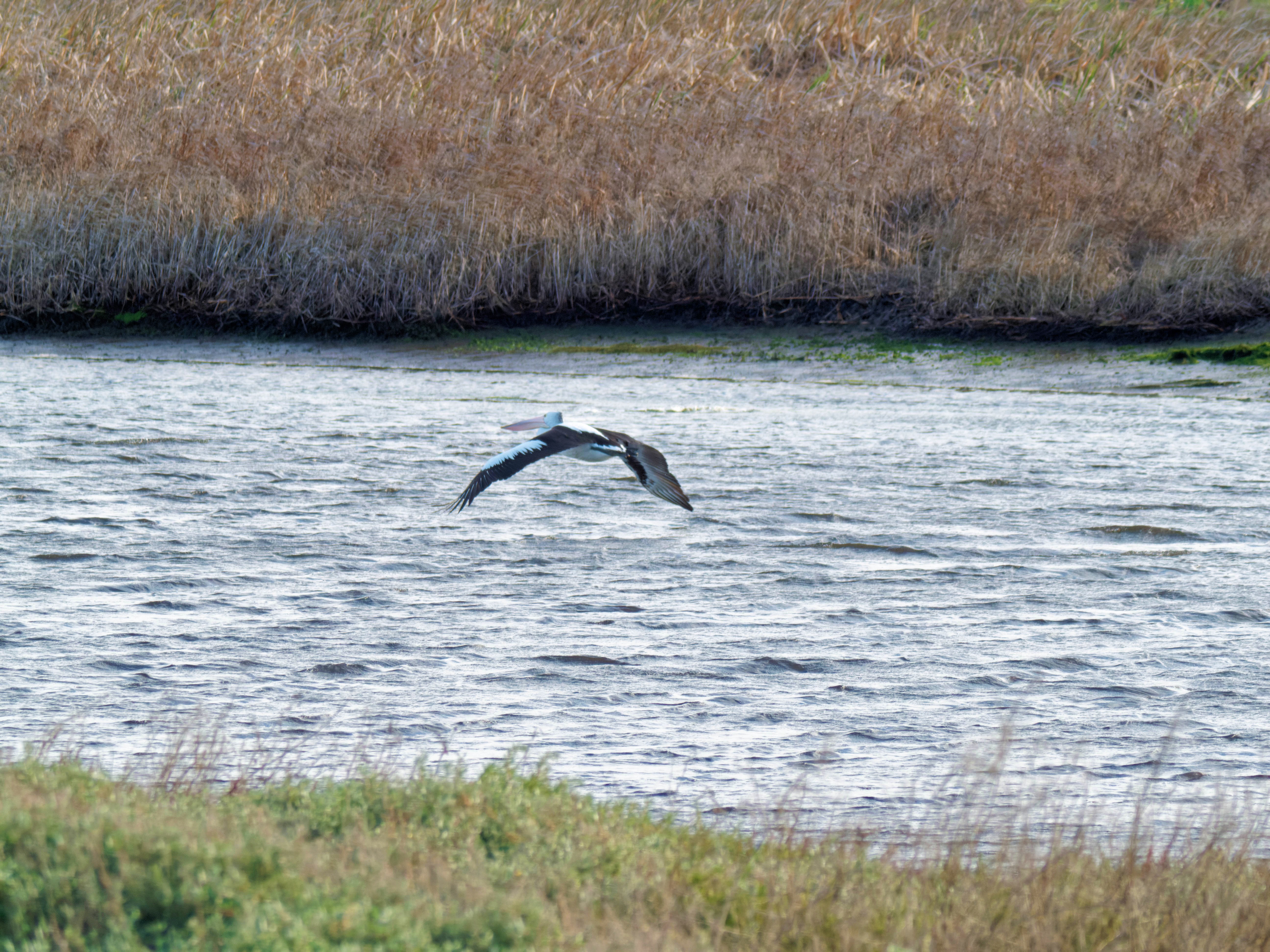 https://lemis.nyc3.digitaloceanspaces.com/grog/Photos/20260729/big/Birding-81.jpeg