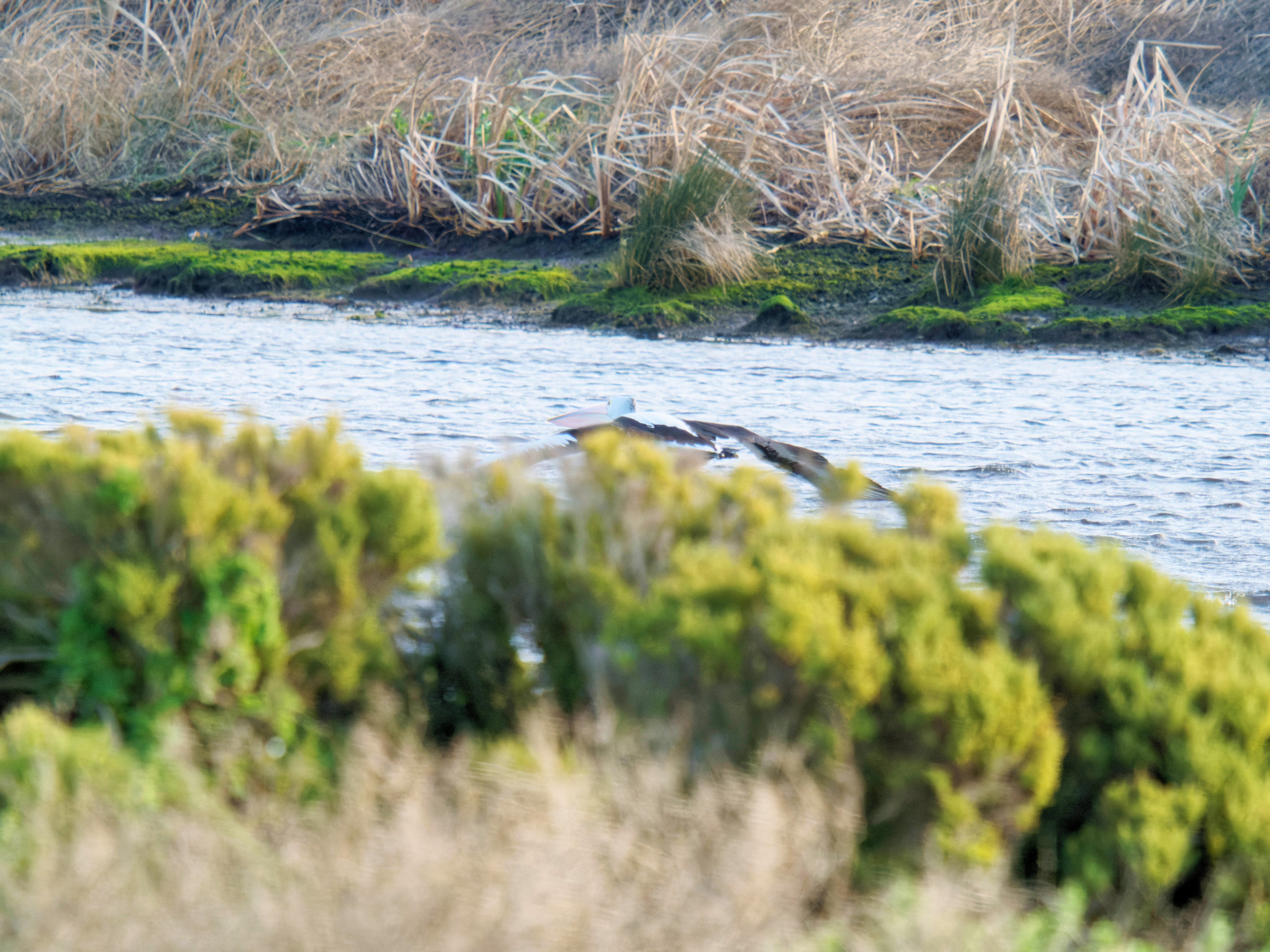 https://lemis.nyc3.digitaloceanspaces.com/grog/Photos/20260729/big/Birding-84.jpeg