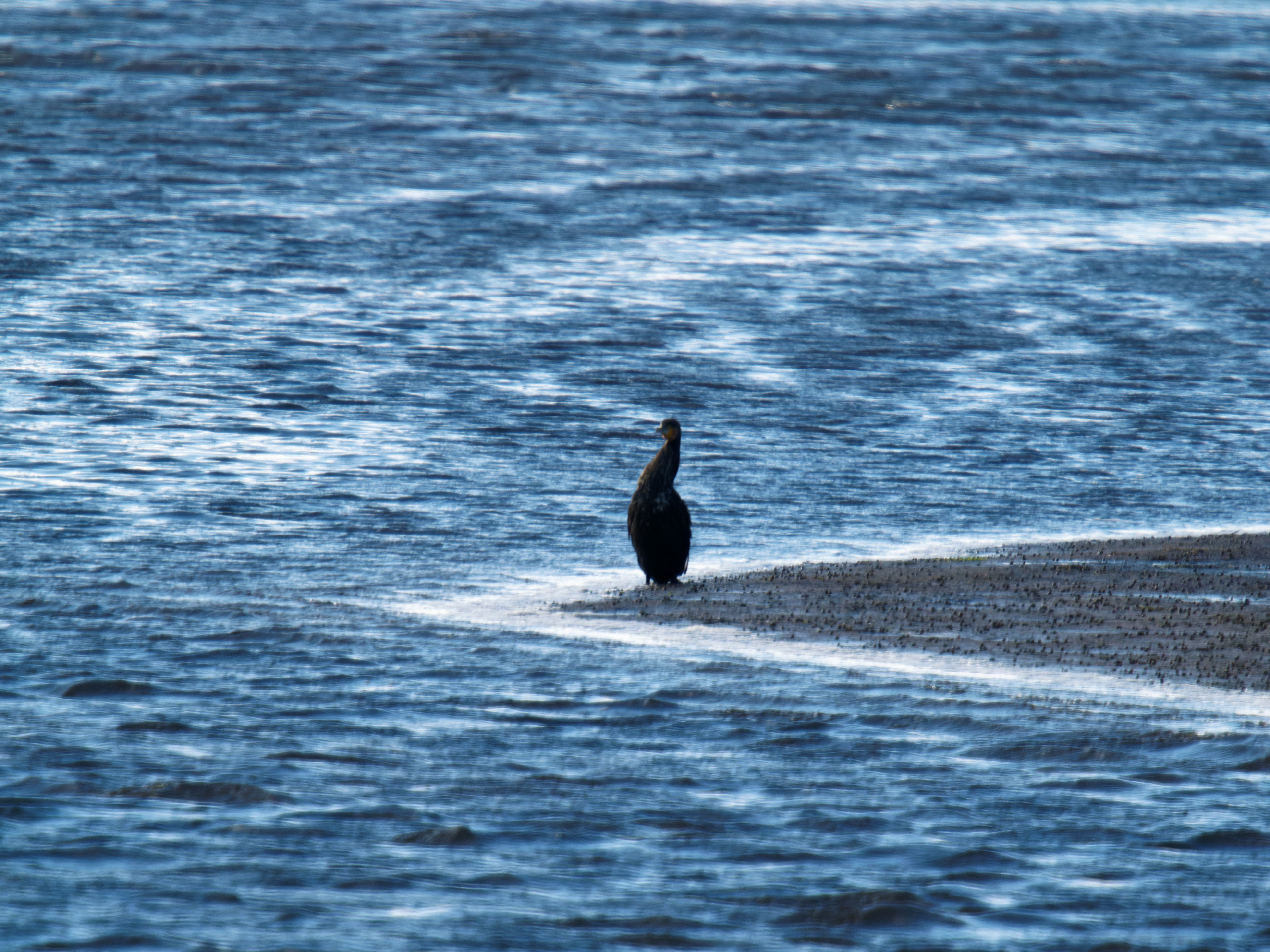 https://lemis.nyc3.digitaloceanspaces.com/grog/Photos/20260729/big/Birding-85.jpeg