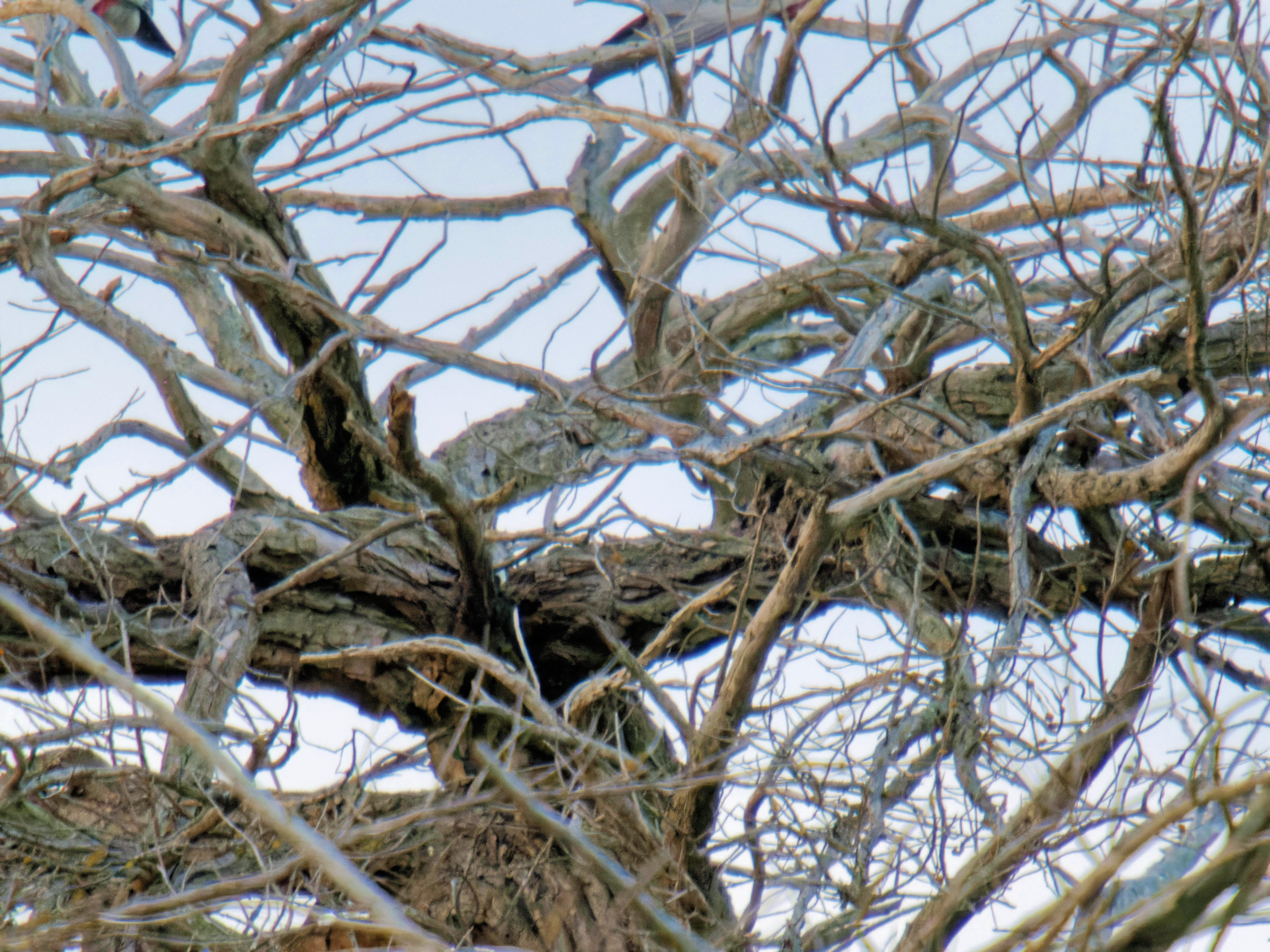 https://lemis.nyc3.digitaloceanspaces.com/grog/Photos/20260729/big/Birding-9.jpeg