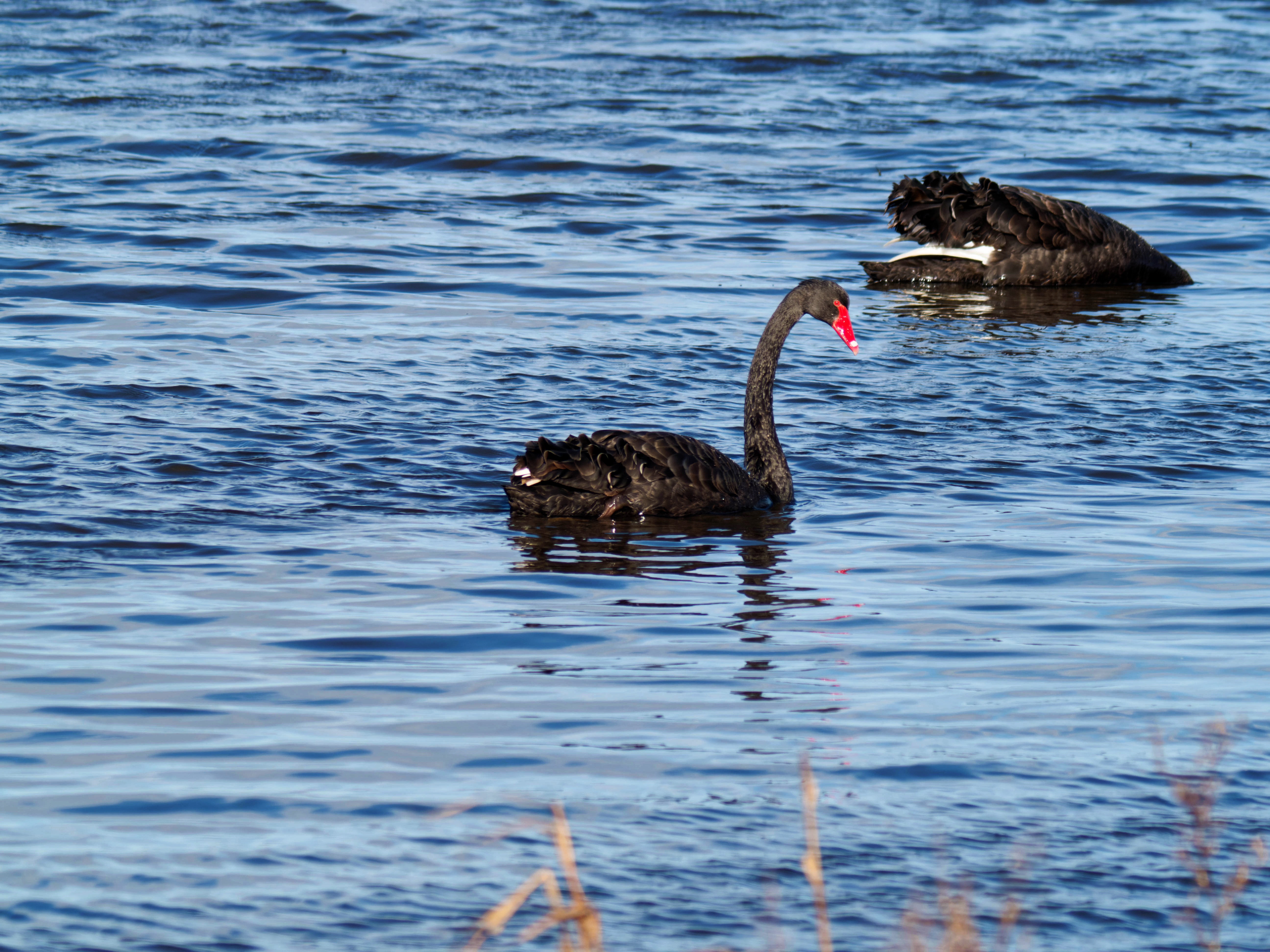 https://lemis.nyc3.digitaloceanspaces.com/grog/Photos/20260729/big/Birding-93.jpeg