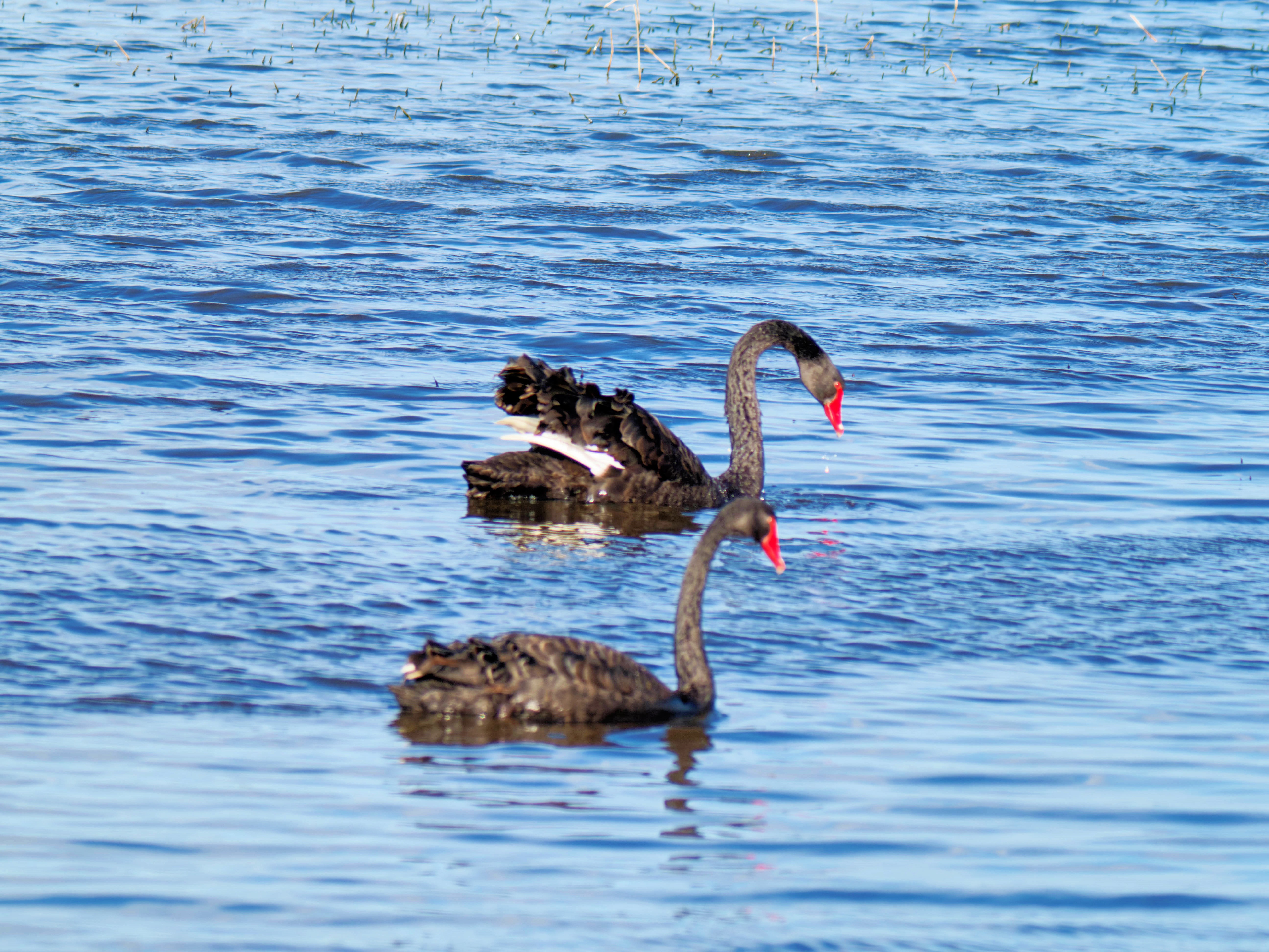 https://lemis.nyc3.digitaloceanspaces.com/grog/Photos/20260729/big/Birding-95.jpeg