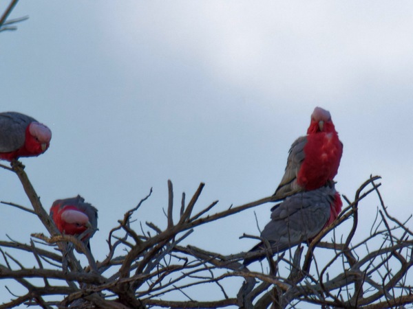 https://lemis.nyc3.digitaloceanspaces.com/grog/Photos/20260729/small/Birding-10.jpeg