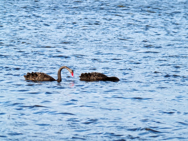 https://lemis.nyc3.digitaloceanspaces.com/grog/Photos/20260729/small/Birding-100.jpeg