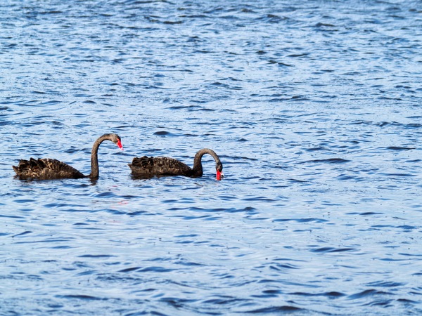 https://lemis.nyc3.digitaloceanspaces.com/grog/Photos/20260729/small/Birding-101.jpeg