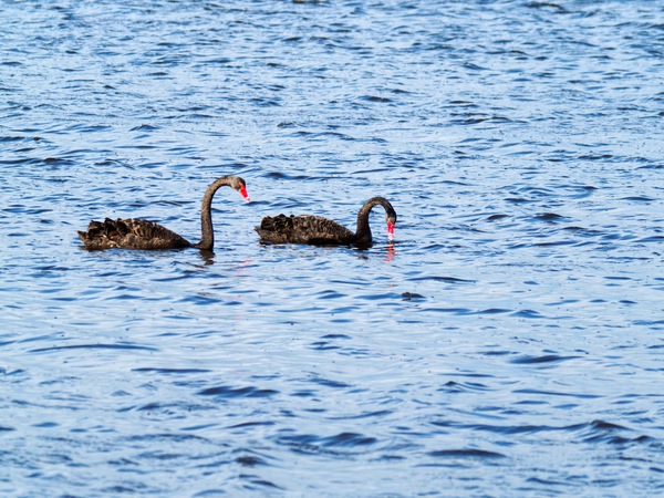 https://lemis.nyc3.digitaloceanspaces.com/grog/Photos/20260729/small/Birding-102.jpeg