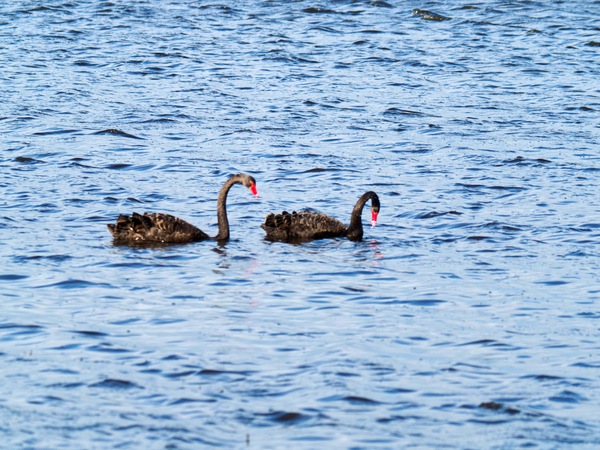 https://lemis.nyc3.digitaloceanspaces.com/grog/Photos/20260729/small/Birding-103.jpeg