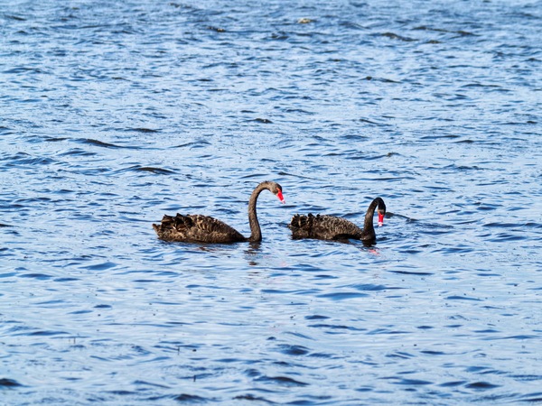 https://lemis.nyc3.digitaloceanspaces.com/grog/Photos/20260729/small/Birding-104.jpeg