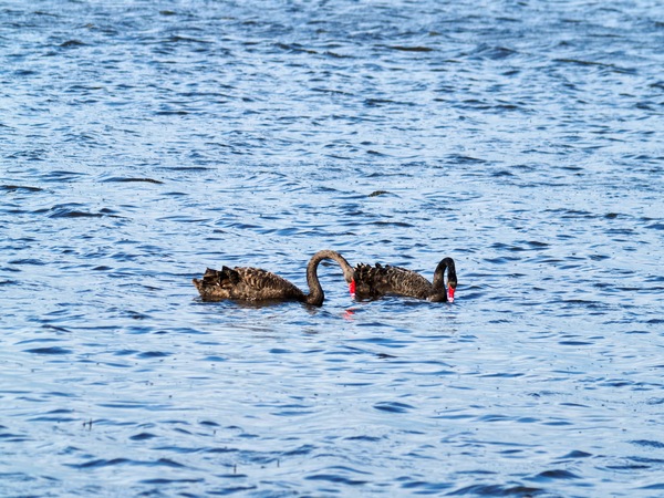 https://lemis.nyc3.digitaloceanspaces.com/grog/Photos/20260729/small/Birding-105.jpeg