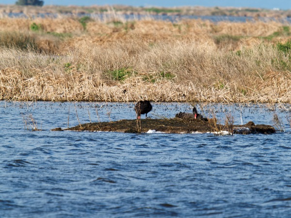 https://lemis.nyc3.digitaloceanspaces.com/grog/Photos/20260729/small/Birding-106.jpeg