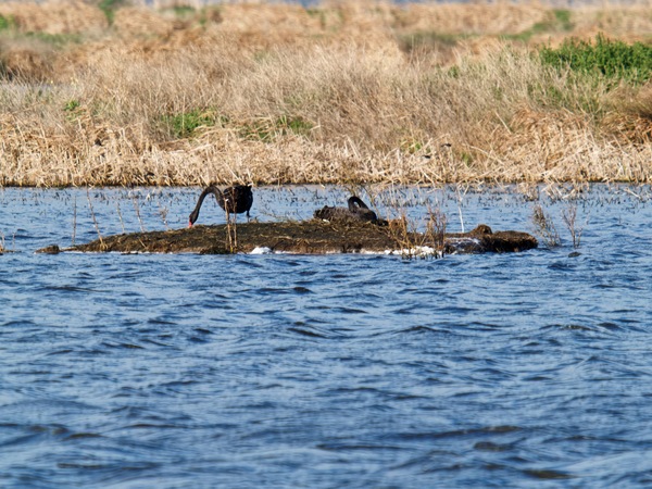https://lemis.nyc3.digitaloceanspaces.com/grog/Photos/20260729/small/Birding-107.jpeg