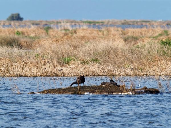https://lemis.nyc3.digitaloceanspaces.com/grog/Photos/20260729/small/Birding-108.jpeg