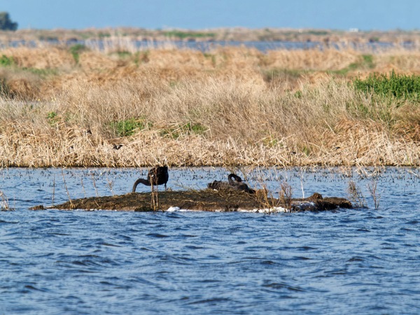 https://lemis.nyc3.digitaloceanspaces.com/grog/Photos/20260729/small/Birding-109.jpeg