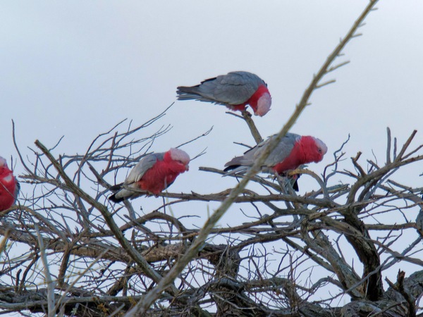https://lemis.nyc3.digitaloceanspaces.com/grog/Photos/20260729/small/Birding-11.jpeg