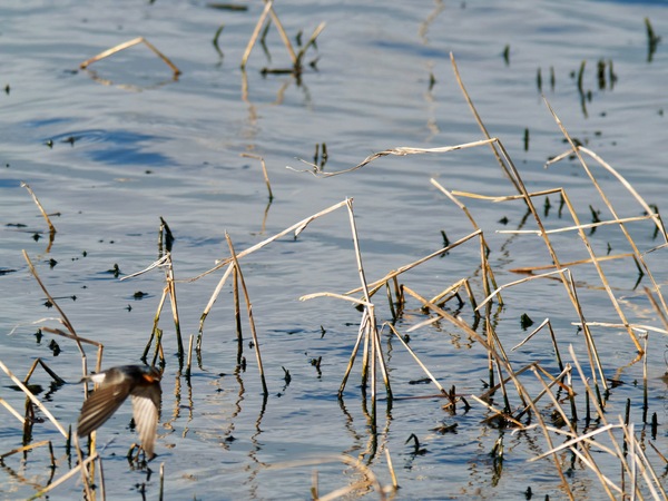 https://lemis.nyc3.digitaloceanspaces.com/grog/Photos/20260729/small/Birding-110.jpeg