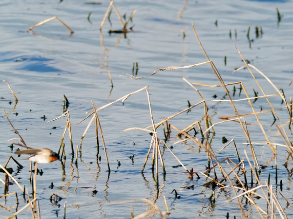 https://lemis.nyc3.digitaloceanspaces.com/grog/Photos/20260729/small/Birding-111.jpeg