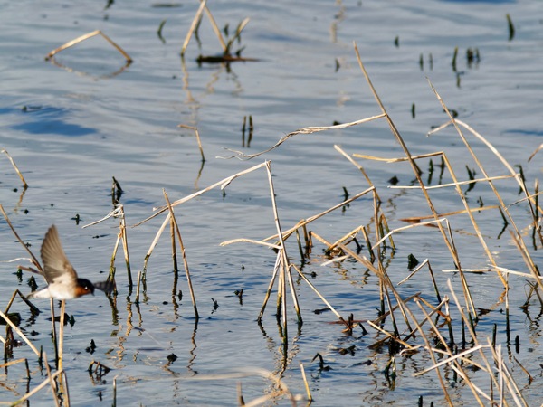 https://lemis.nyc3.digitaloceanspaces.com/grog/Photos/20260729/small/Birding-112.jpeg