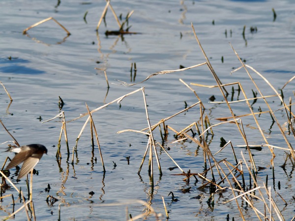 https://lemis.nyc3.digitaloceanspaces.com/grog/Photos/20260729/small/Birding-113.jpeg