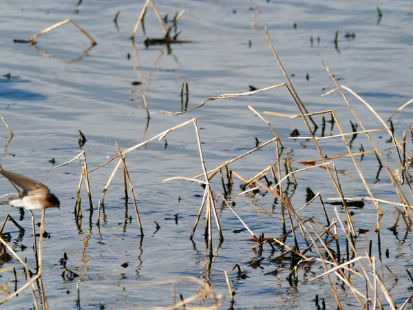 https://lemis.nyc3.digitaloceanspaces.com/grog/Photos/20260729/small/Birding-114.jpeg