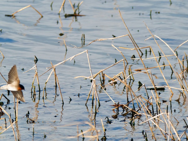 https://lemis.nyc3.digitaloceanspaces.com/grog/Photos/20260729/small/Birding-115.jpeg