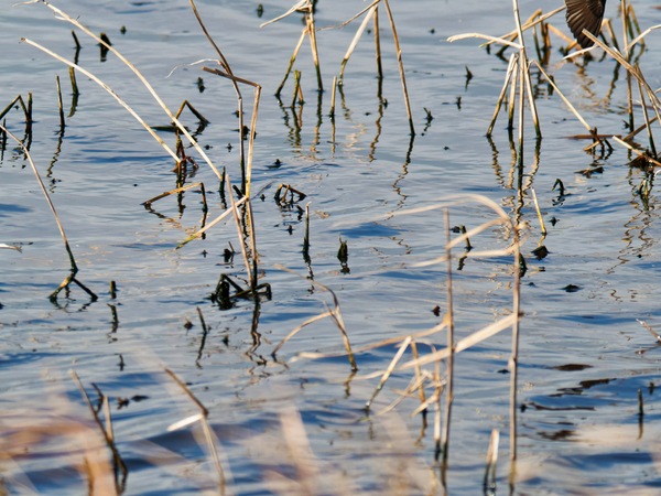 https://lemis.nyc3.digitaloceanspaces.com/grog/Photos/20260729/small/Birding-116.jpeg