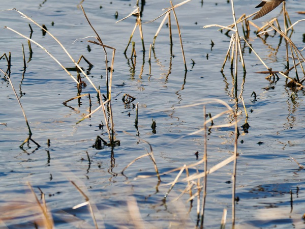 https://lemis.nyc3.digitaloceanspaces.com/grog/Photos/20260729/small/Birding-117.jpeg
