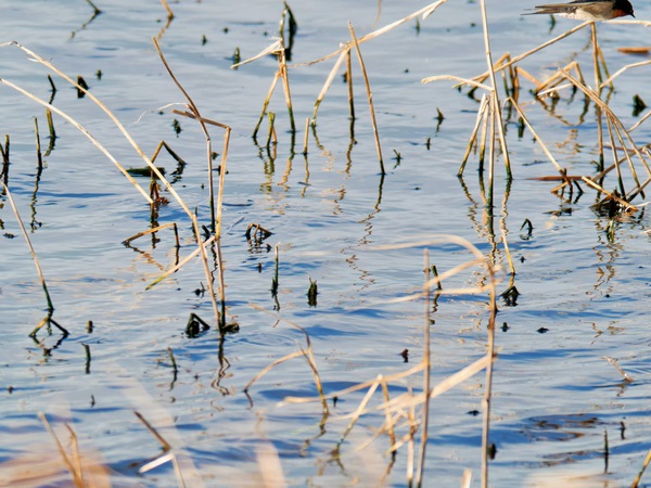 https://lemis.nyc3.digitaloceanspaces.com/grog/Photos/20260729/small/Birding-118.jpeg