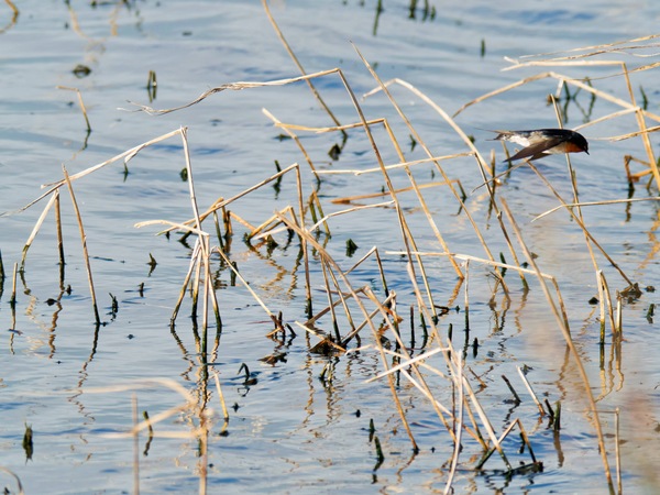 https://lemis.nyc3.digitaloceanspaces.com/grog/Photos/20260729/small/Birding-119.jpeg