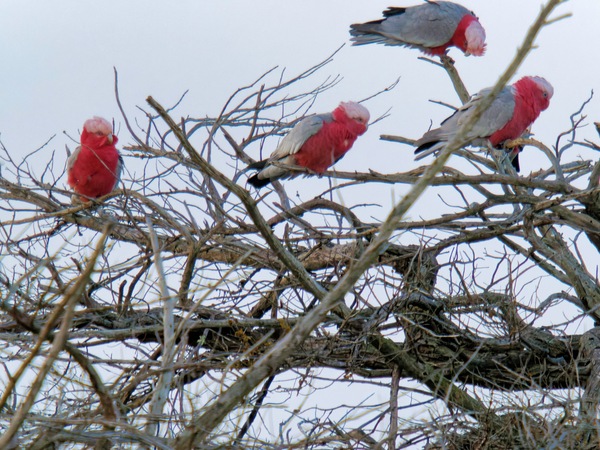 https://lemis.nyc3.digitaloceanspaces.com/grog/Photos/20260729/small/Birding-12.jpeg