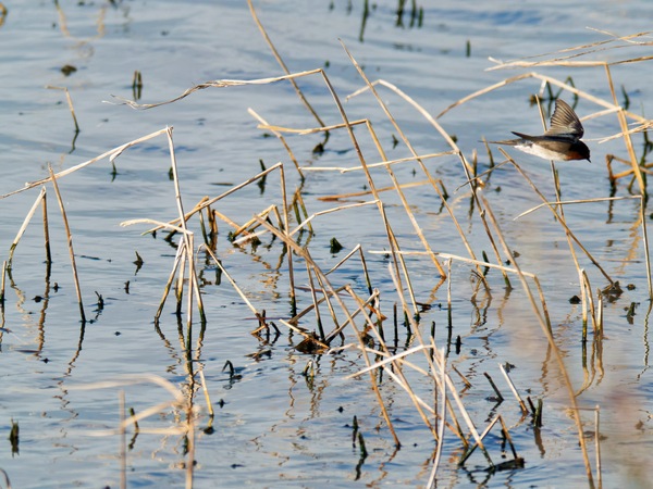 https://lemis.nyc3.digitaloceanspaces.com/grog/Photos/20260729/small/Birding-120.jpeg