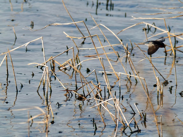 https://lemis.nyc3.digitaloceanspaces.com/grog/Photos/20260729/small/Birding-121.jpeg