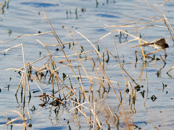 https://lemis.nyc3.digitaloceanspaces.com/grog/Photos/20260729/small/Birding-122.jpeg