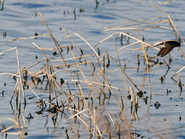 https://lemis.nyc3.digitaloceanspaces.com/grog/Photos/20260729/small/Birding-123.jpeg